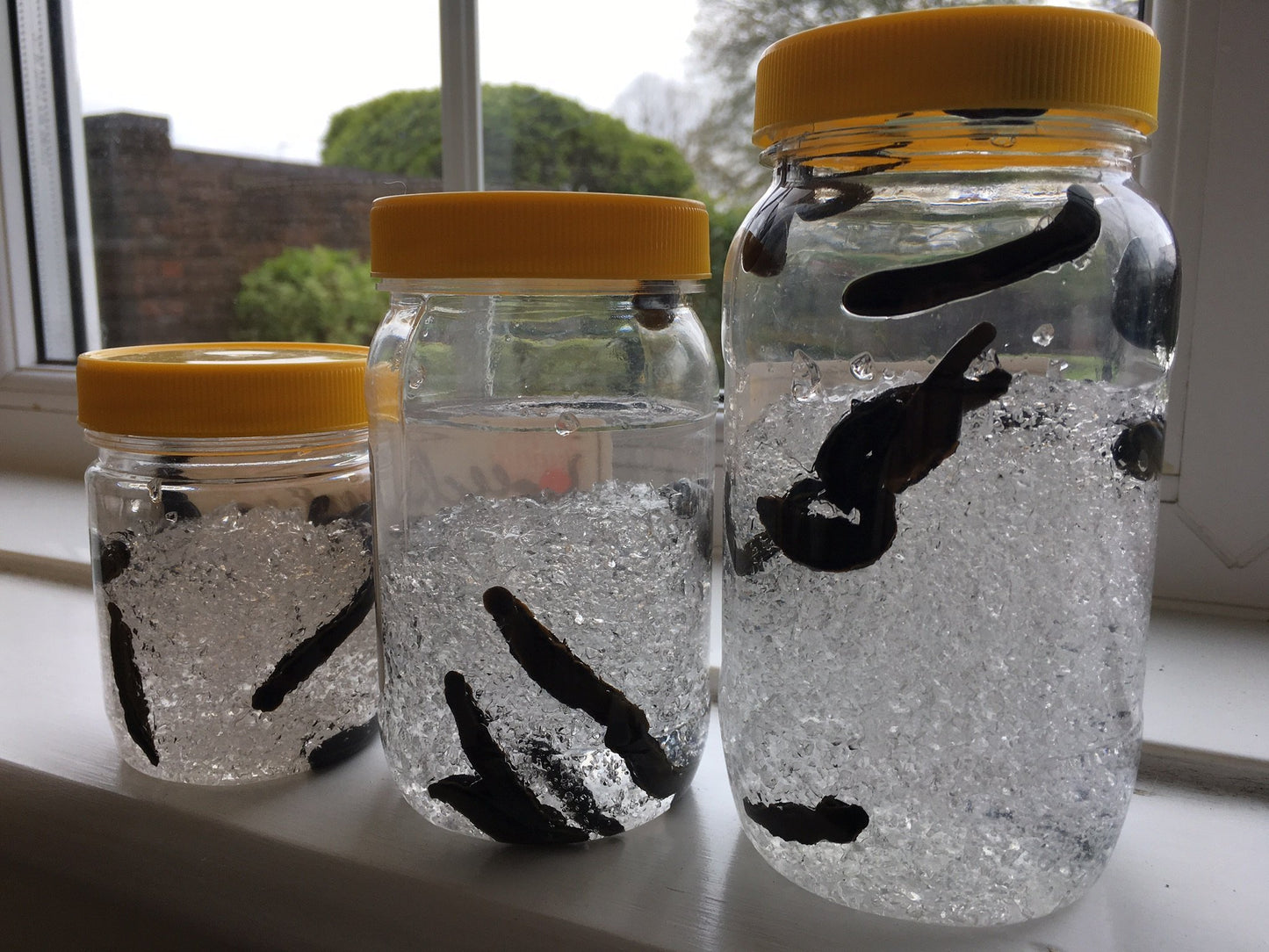 14 Large Leeches