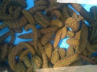 Leeches for Sale: 22 Live Medicinal Leech