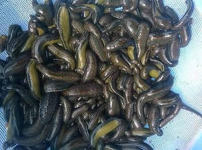 Leeches For Sale. Alive Hirudo Medicianalis