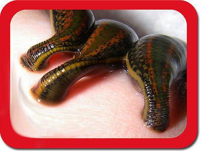 Medical Leeches: 3 Hirudo Medicinalis