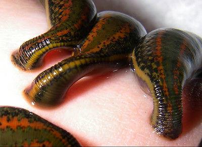 Medical Leeches: 3 Hirudo Medicinalis