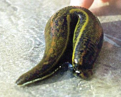 Live Medical Leeches (13)