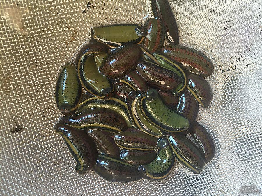 30 Live Leeches