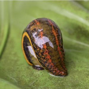 Hirudo verbana Leech, aka "Hungarian Leech"