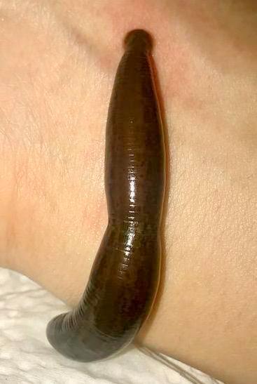 FED Hirudo Leech for Sale