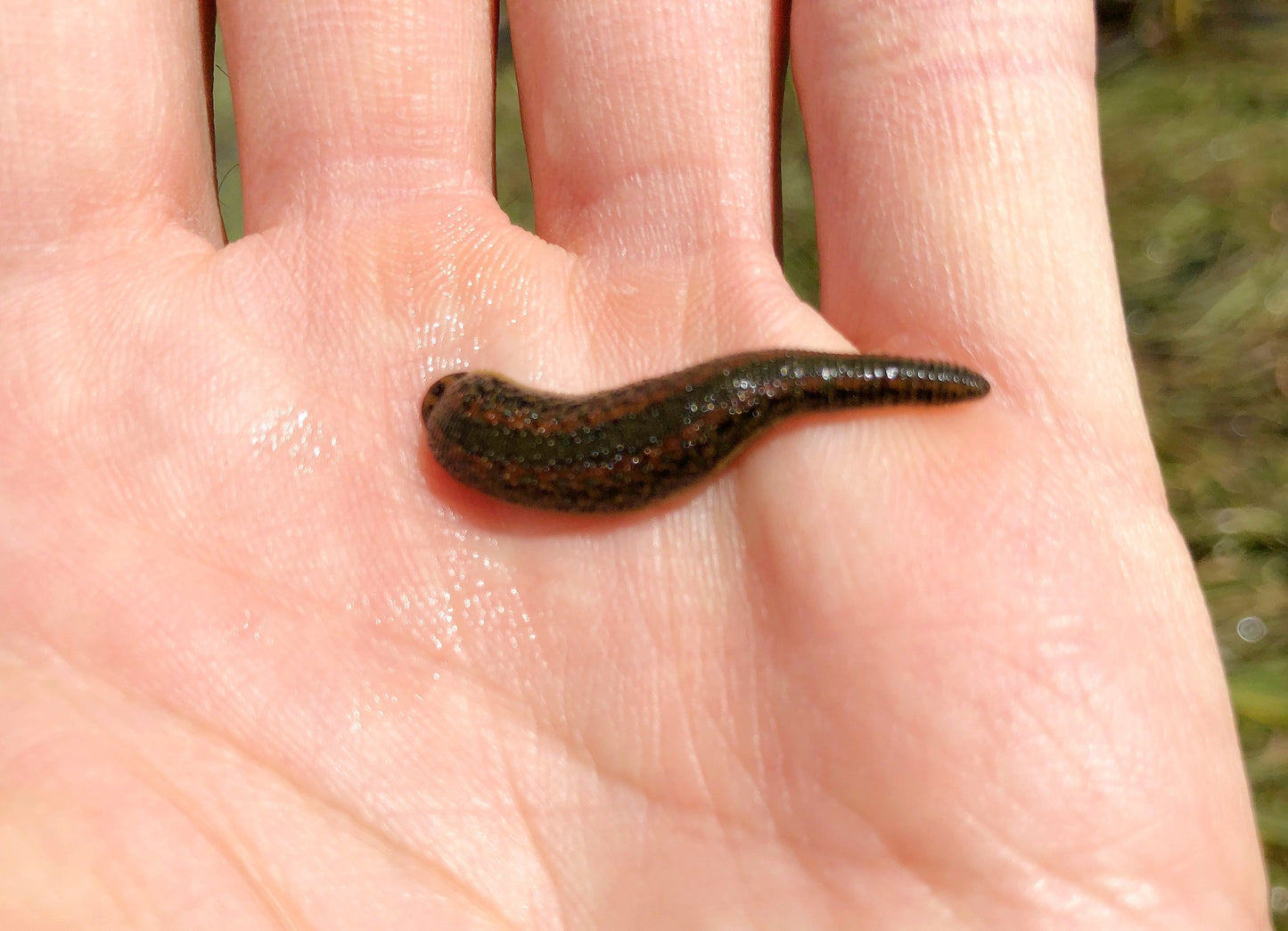 Hirudo Medicinalis Medical Leech Medium