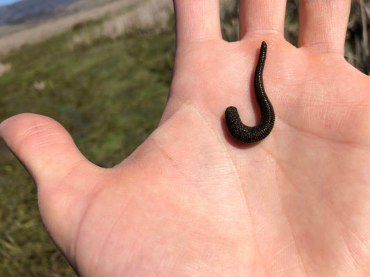 Purchase Small Medical Leech