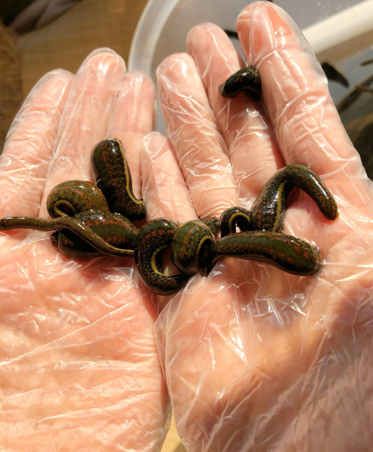 Order 14 Hirudo Leeches Online