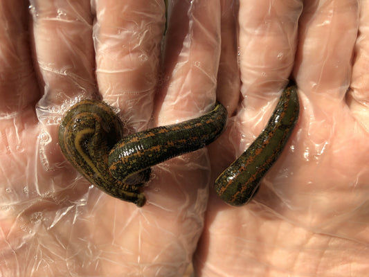 3 Medium Live  Leeches