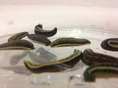 9 Hirudo Medicinalis Leeches Medium-Size