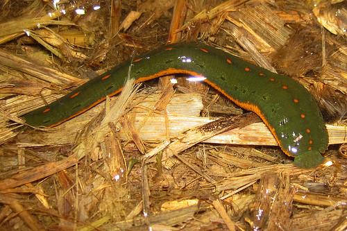 North American Leech