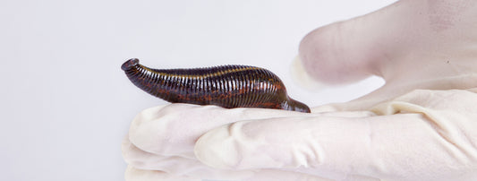 Hirudo verbana Leech, aka "Hungarian Leech"