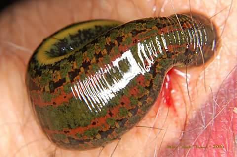 Vampire Leech Hungry Bloodsucker