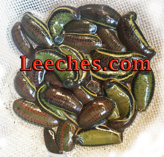 Wholesale Bloodsucker Leech