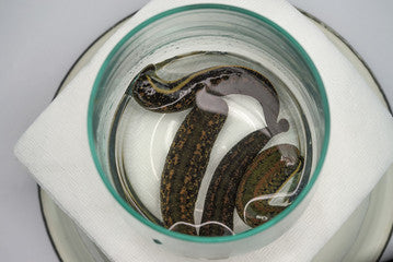 4 Hirudo Medicinalis Leeches Jumbo-SIzed