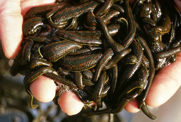 200 Leech Therapy Hirudo Medicinalis