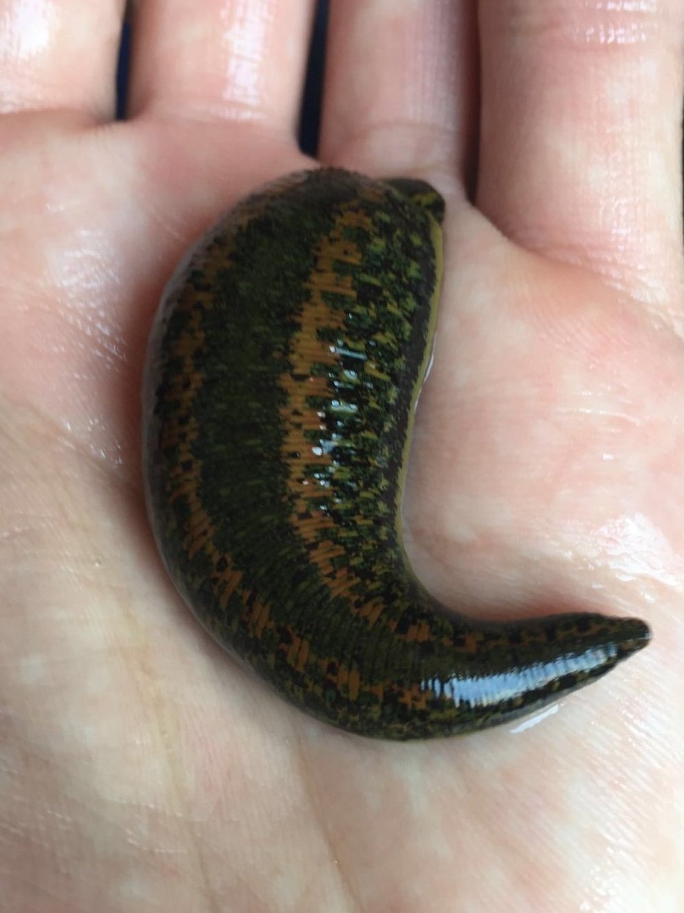 Jumbo Medical Leech