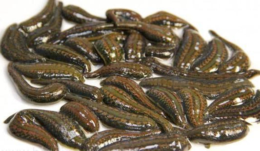 400 Hirudo Mixed Size Leeches