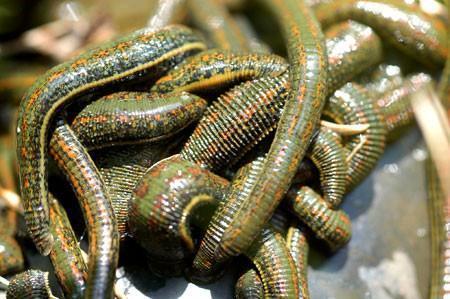 60 Live European Leeches