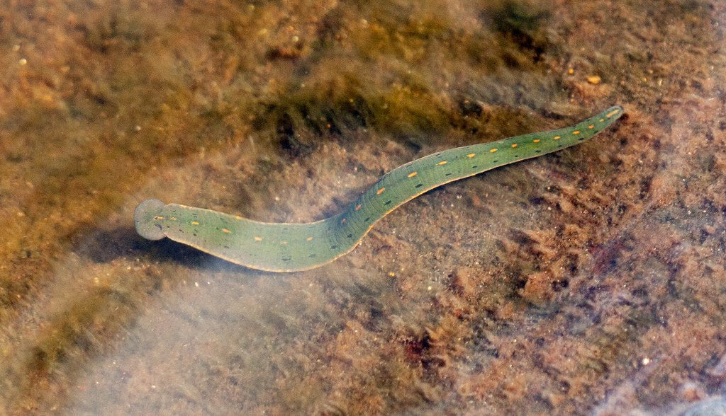 North American Leech