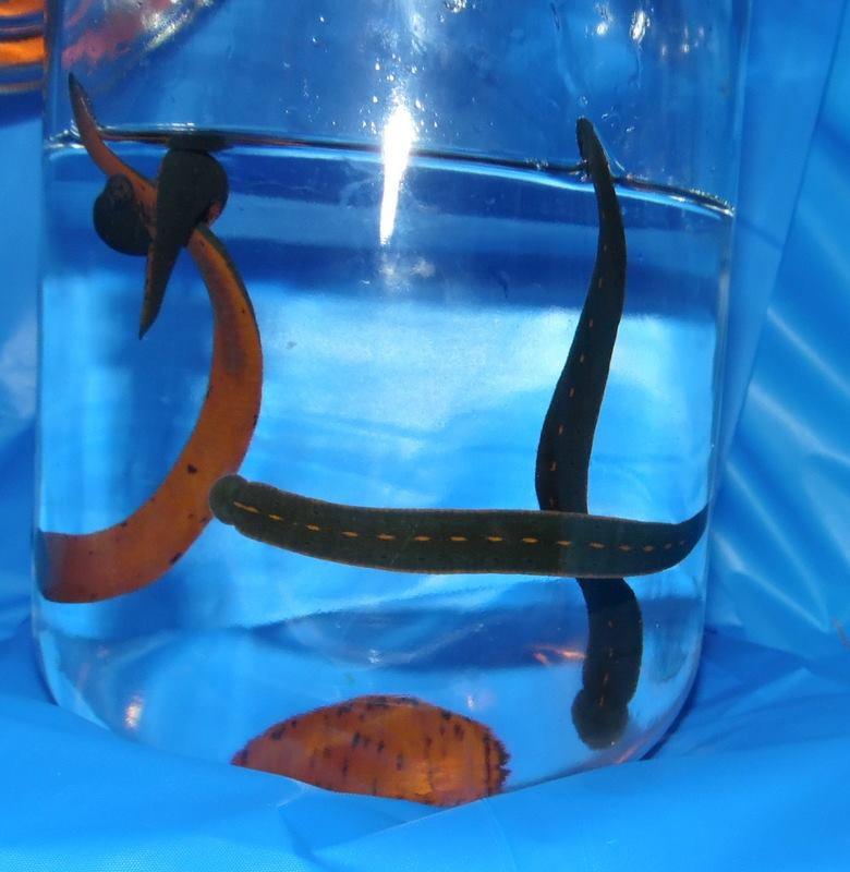 North American Leech