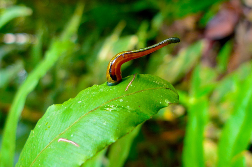 Asian Tiger Leech